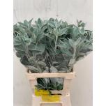 Senecio Jacobea Full Moon 60cm