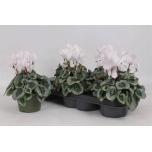 Cyclamen pers Alpikann midi metalis 13cm