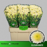 Chrysanthemum Krüsanteem SANTINI Ellison White*25