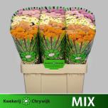 Chrysanthemum Krüsanteem SANTINI Ellison MIX*25