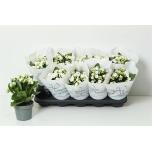 Kalanchoe double rose flowers sia 12cm