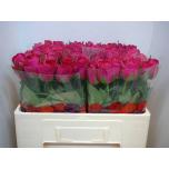 Roos 50cm Madam Cerise (Simbi Roses)