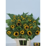 Helianthus Päevalill Sunrich Orange 85cm