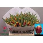 Tulp fr Mercure