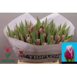 Tulp fr San Martin