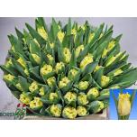 Tulp fr Rebellious Yellow