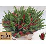 Tulp fr Philly Belle	