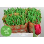 Tulp si Red Stone