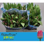 Tulp si Pink Stone