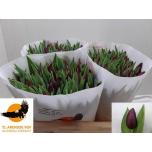 Tulp si Night Vision