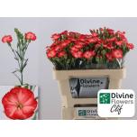 Dianthus Nelk SP Solomio Cliff*10	