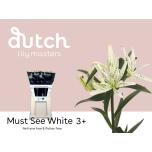 Lilium Liilia AS Must See 65cm