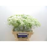 Ammi Visnaga 60cm