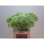 Ammi Visnaga 60cm