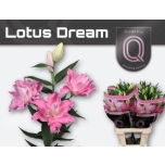 Lilium Liilia OR DU Lot Dream 80cm