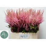 Astilbe Romanze 60cm