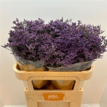 Limonium Parkjuur Shooting Star 70cm