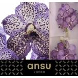 Vanda Sunanda Lilac Starl 1oks