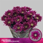 Chrysanthemum Krüsanteem SP Serenity Purple*5