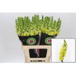 Antirrhinum Lõvilõug Poto Yellow 65cm