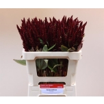 Amaranthus Rebashein Pygmy Torch 55cm