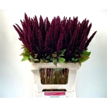 Amaranthus Rebashein Pygmy Torch 70cm