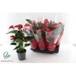 Anthurium Flamingolill Red Bull 17cm