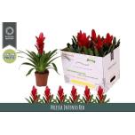 Vriesea intenso red 12cm