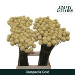 Craspedia Kerajas Varblill paint Gold 60cm