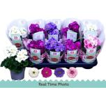 Primula obconica sweet kisses amore mixed 10,5cm