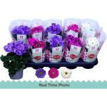 Primula obc Priimula sweet kisses amore mix 10,5cm