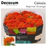 Celosia Mätashari reprise orange 72cm