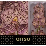 Vanda Sunanda Ocelot Sangria 1oks