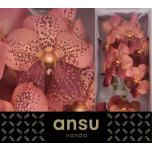 Vanda sunanda leopard coral