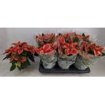 Euphorbia pulch Jõulutäht christmas beauty marble 13cm