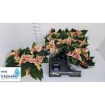 Euphorbia pulch Jõulutäht christmas beauty marble 15cm