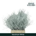 Vaccinium Mustika oks paint white 50cm tk