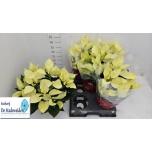 Euphorbia pulcherrima christmas beauty lime 15cm