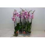 Phalaenopsis Kuuking floriclone magic art 12cm