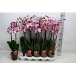 Phalaenopsis Kuuking floriclone magic art 12cm h60 2õv