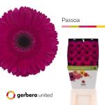 Gerbera GR Passoa*15