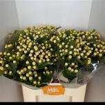 Hypericum Naistepuna Mag Snowprince 50cm