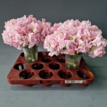 Lathyrus Lillhernes Parfum Pink 25cm