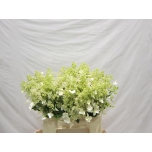 Hydrangea Hortensia Kyushu 40cm*10