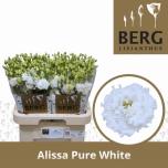 Eustoma Preeriakell Alissa Pure White