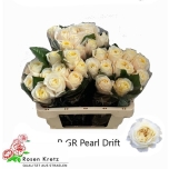 Roos 50cm Pearl Drift