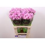 Phlox Floks Pink Eyes 60cm