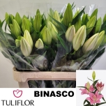 Lilium Liilia OR Binasco 100cm