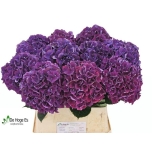 Hydrangea Hortensia Mag RubyRed Purple 80cm*5