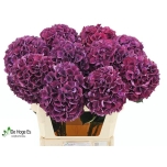Hydrangea Hortensia Mag Rubyred Purple 80cm*5
